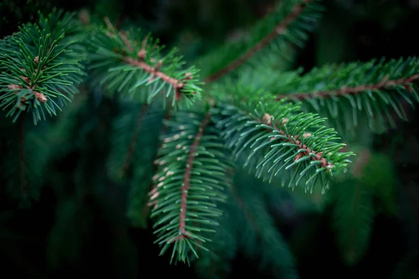 Noel Köknar Ağacı Dalları Arka Plan — Stok fotoğraf