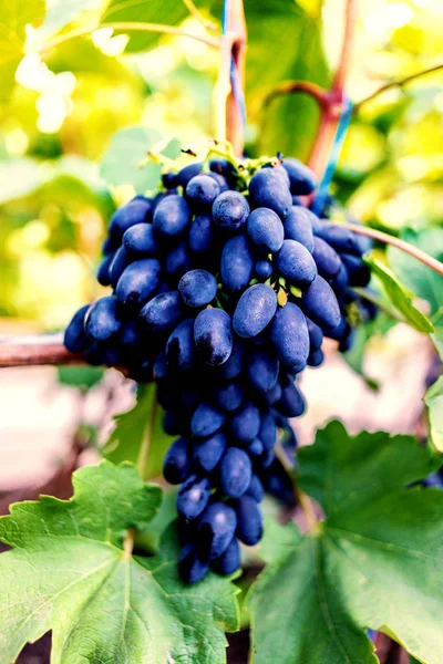 Primer Plano Uvas Azules Viñedo — Foto de Stock