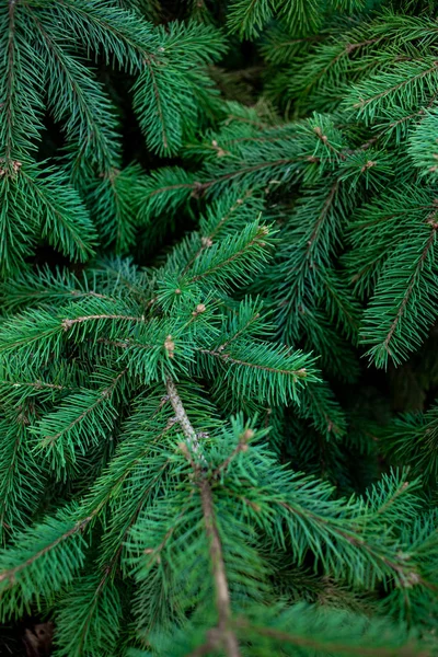 Větve Stromů Jedle Vánoční Pozadí — Stock fotografie