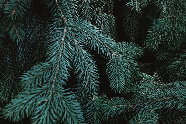 クリスマスのモミの木の枝の背景 — ストック写真