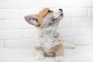 Sevimli köpek yavrusu Galce Corgi Pembroke beyaz bir arka plan üzerinde