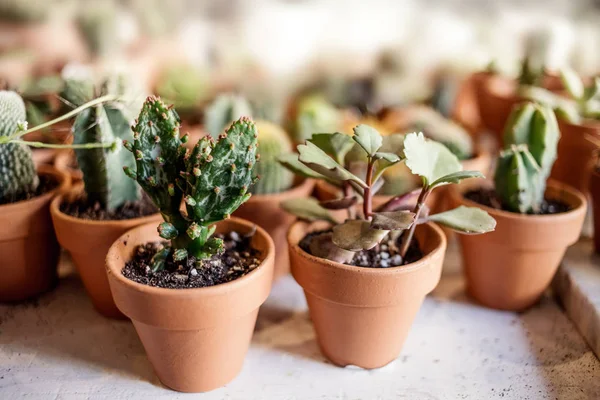 Collection Succulents Cacti Different Pots White Background — Stock Photo, Image
