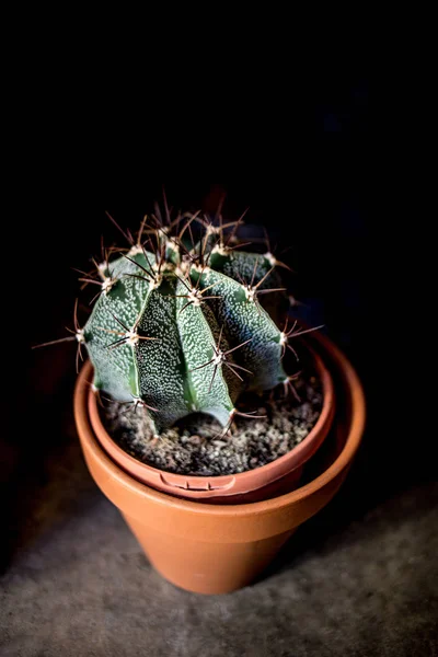 Kaktus Blumentopf Auf Dunklem Hintergrund Mit Kopierraum — Stockfoto
