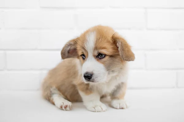 白地にかわいい子犬ウェルシュ コーギー ペンブローク — ストック写真