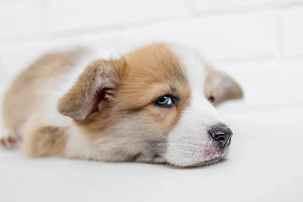 Carino Cucciolo Gallese Corgi Pembroke Uno Sfondo Bianco — Foto Stock