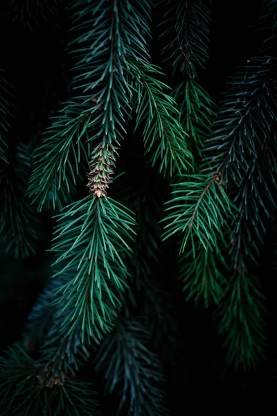 Christmas Fir Tree Branches Background — Stock Photo, Image