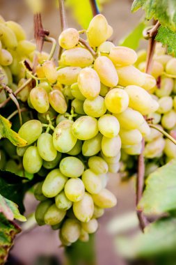 Organik beyaz üzüm demet Asma ağacı üzerinde. Hasat concep