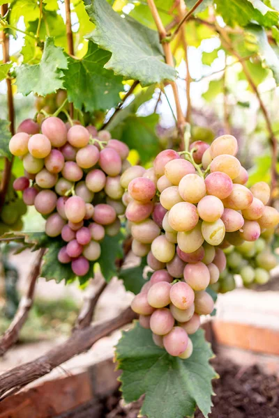 Biologische Witte Druif Bos Wijnstok Boom Oogst Concep — Stockfoto