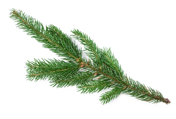 Fir Tree Branch Isolated Nature Symbol Christmas New Year White — Stock Photo, Image