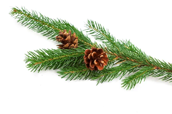 Nadelbaumzweige Isoliert Natursymbol Von Weihnachten Und Neujahr Auf Weißem Hintergrund — Stockfoto