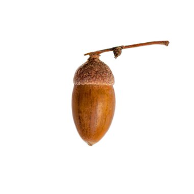 Beyaz arka plan üzerinde izole olgun meşe palamudu kapatın. Meşe somun