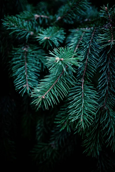 Noel Ağacı Brunch Arka Planda Yumuşak Çam Ağacı Brunch Yakın — Stok fotoğraf