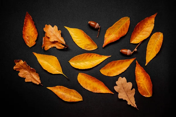 Őszi Összetétele Arany Maple Tölgyfalombokkal Sötét Háttér Ősz Őszi Koncepció — Stock Fotó