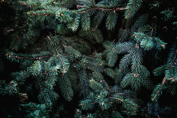 Kerst Dennenboom Takken Achtergrond Kerstboom Behang Kopieerruimte — Stockfoto