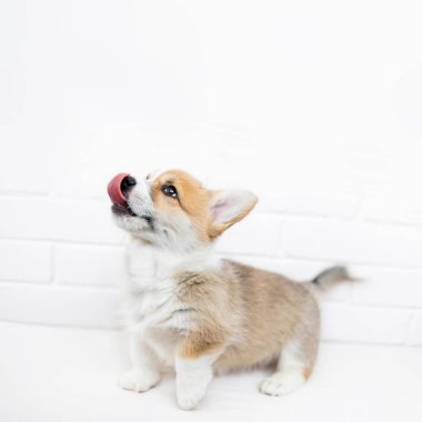 Beyaz arka plan üzerinde mutlu köpek yavrusu Galce Corgi Pembroke. Güzel küçük köpek yavrusu köpek portresi yakın çekim