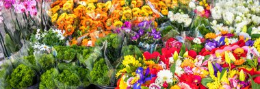 Çeşitli çiçekler ve bitkiler arka plan. Çiçek dükkanı kavramı.