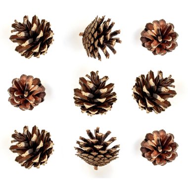 Çam kozalakları desen. Tasarımınız için beyaz arka plan üzerinde izole çeşitli iğne yapraklı ağaç koniler kümesi. Noel dekorasyon.