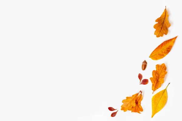 Composição Outono Com Bordo Dourado Folhas Carvalho Sobre Fundo Branco — Fotografia de Stock