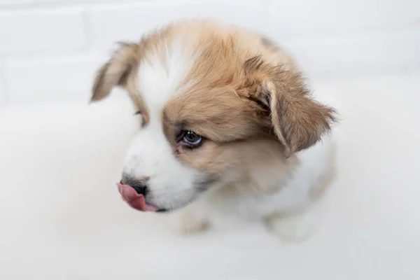 Bonito Filhote Cachorro Galês Corgi Pembroke Fundo Branco Retrato Belo — Fotografia de Stock