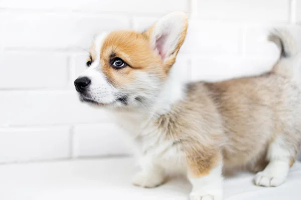 Happy Puppy Welsh Corgi Pembroke Dengan Latar Belakang Putih Potret — Stok Foto