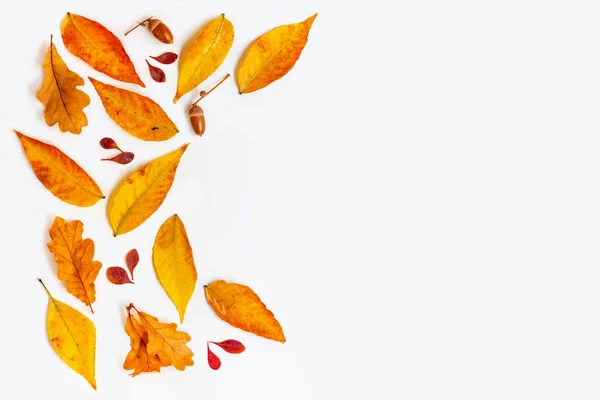 Flache Herbstkomposition Mit Goldenem Ahorn Und Eichenblättern Auf Weißem Hintergrund — Stockfoto