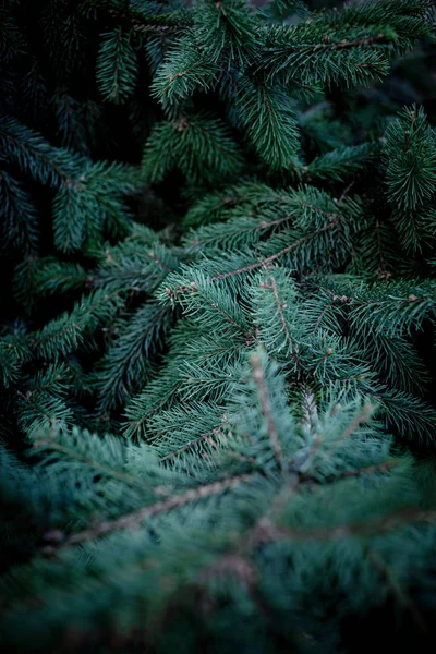 Natal Ramos Abeto Fundo Papel Parede Pinho Natal Espaço Cópia — Fotografia de Stock