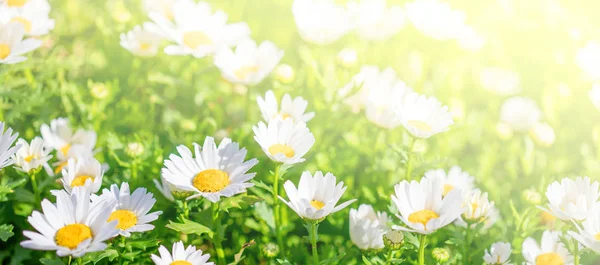 Blossoming Spring Meadow Chamomile Flowers Beautiful Blooming Meadow Sunny — Stock Photo, Image