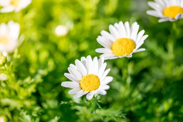 Blühende Frühlingswiese Mit Kamillenblüten Schöne Blühende Landschaft Bei Sonnigem Tag — Stockfoto