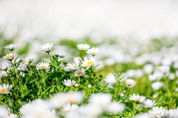 Fioritura Prato Primaverile Con Fiori Camomilla Bellissimo Paesaggio Fiorito Nella — Foto Stock