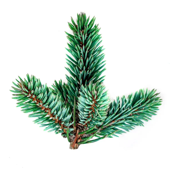 Green Pine Branch Isolated White Background Fir Tree Branch Close — Stock Photo, Image