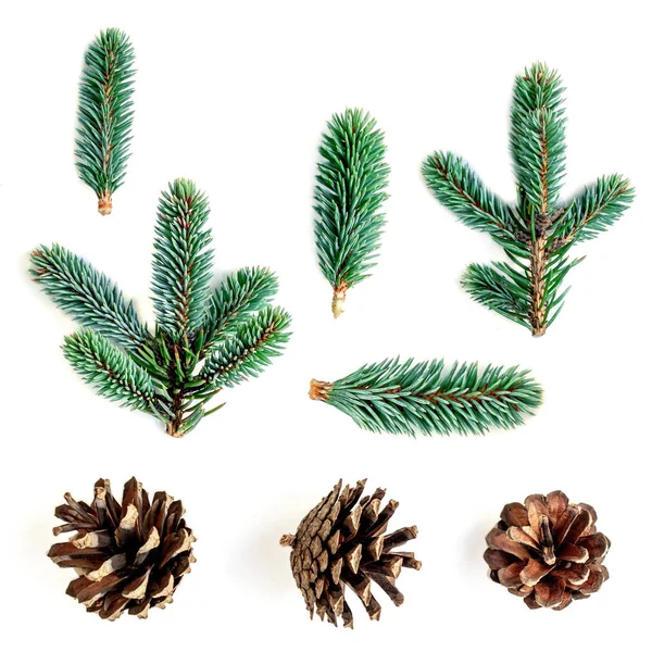 モミの枝 松ぼっくりは 白い背景で隔離 Confier 木の枝のコレクションです クリスマスと新年のシンボル — ストック写真
