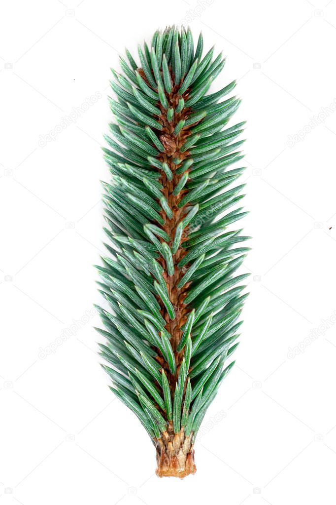 Green  pine branch isolated on white background. Fir tree branch, detailed image