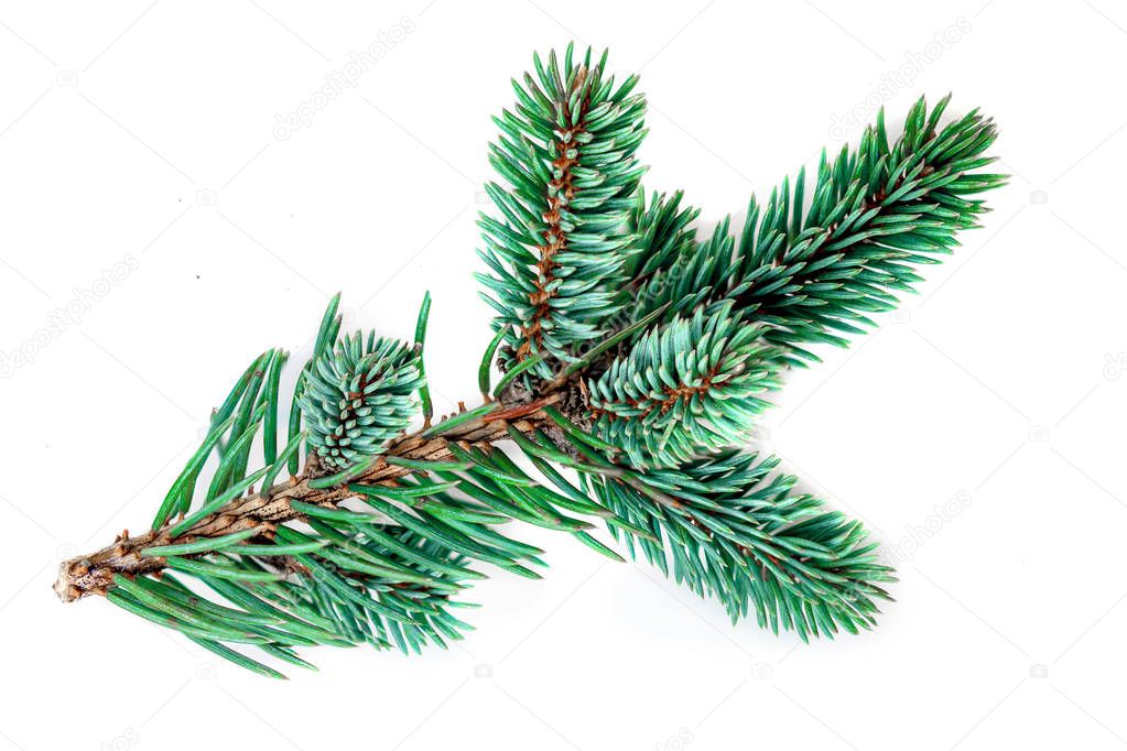 Green  pine branch isolated on white background. Fir tree branch, close up