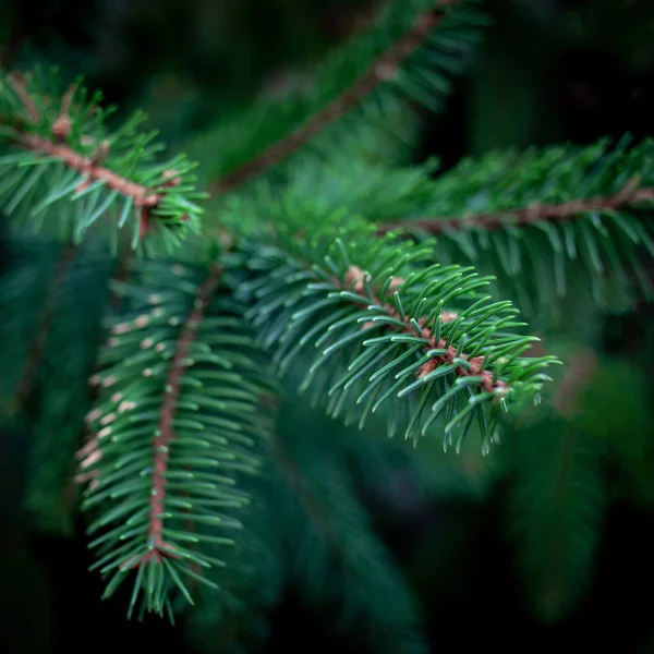 Close Fir Tree Branches — Stock Photo, Image