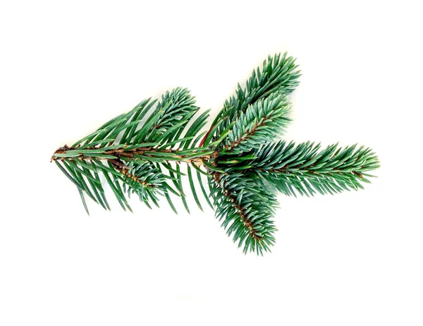 白い背景上に分離されて緑の松の枝 — ストック写真