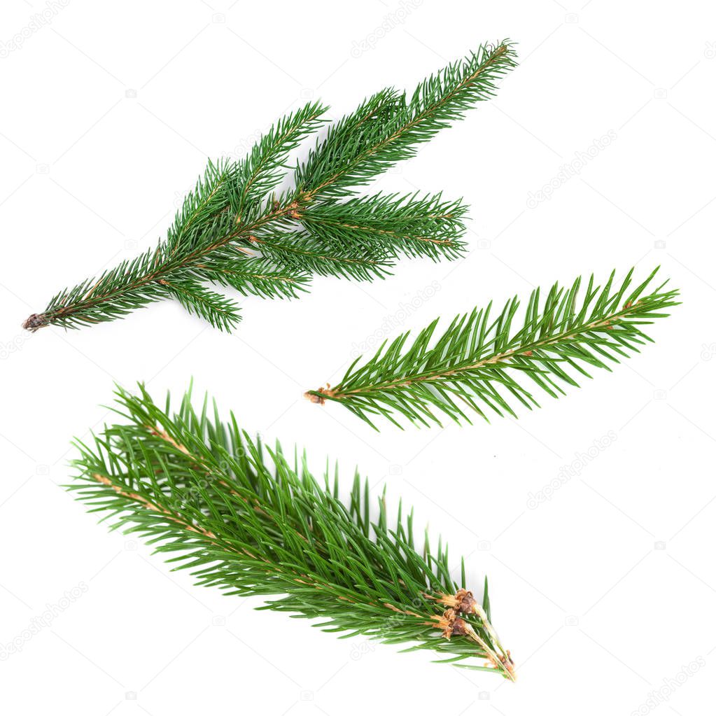 Set of fir branches isolated on white background.
