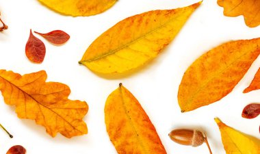 Meşe palamudu ve beyaz arka plan üzerinde izole yaprakları ile sonbahar kompozisyon.