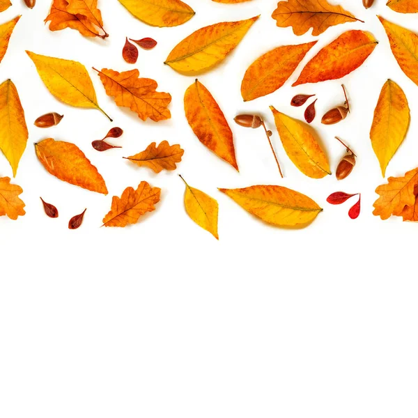 Composição Outono Com Bolotas Folhas Isoladas Fundo Branco — Fotografia de Stock