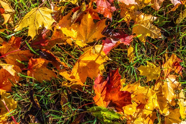 Autumn Leaves Green Grass Park — Stock Photo, Image