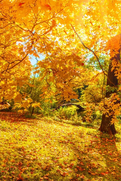 Gele Maple Bomen Bospad Herfst Park — Stockfoto