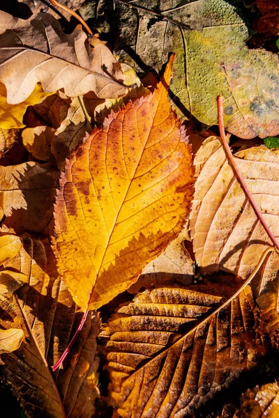 Fechar Folhas Outono — Fotografia de Stock