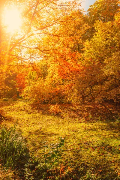 Gele Maple Bomen Bospad Herfst Park — Stockfoto