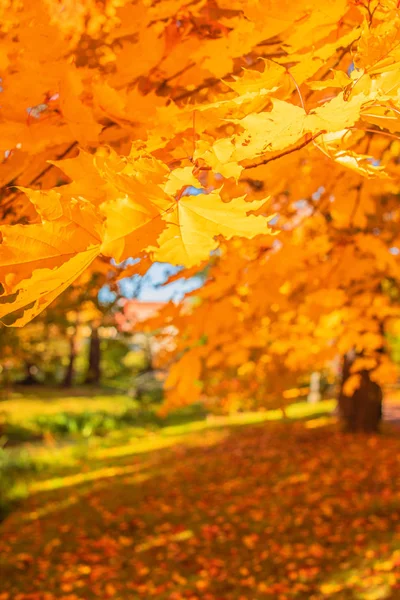 Herfst Bomen Met Geel Oranje Bladeren Park — Stockfoto