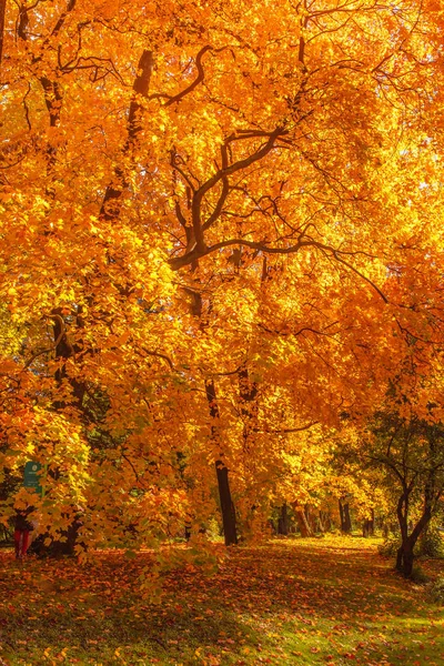 Platteland Landschap Met Herfst Bomen — Stockfoto