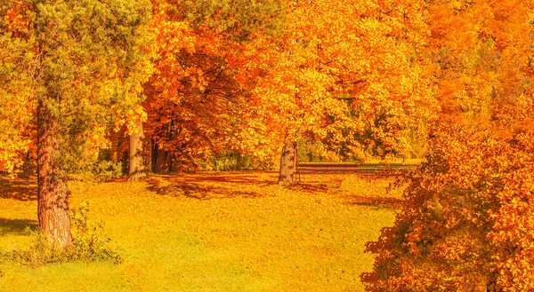 Platteland Landschap Met Herfst Bomen — Stockfoto