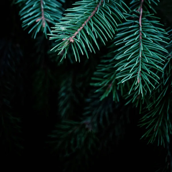 Gros Plan Des Branches Sapin — Photo