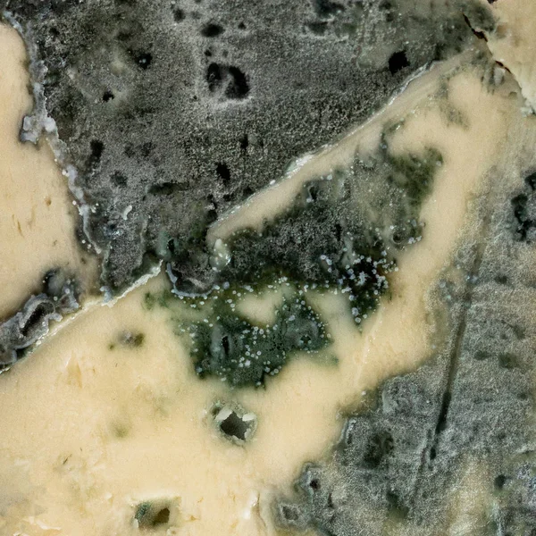 Close Blue Cheese Gorgonzola — Stock Photo, Image