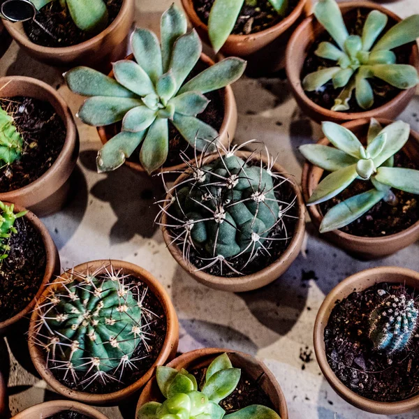 Set Piante Grasse Appartamento Cactus Vaso — Foto Stock