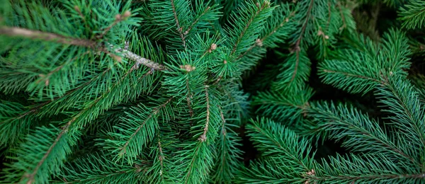 Close Fir Tree Branches — Stock Photo, Image