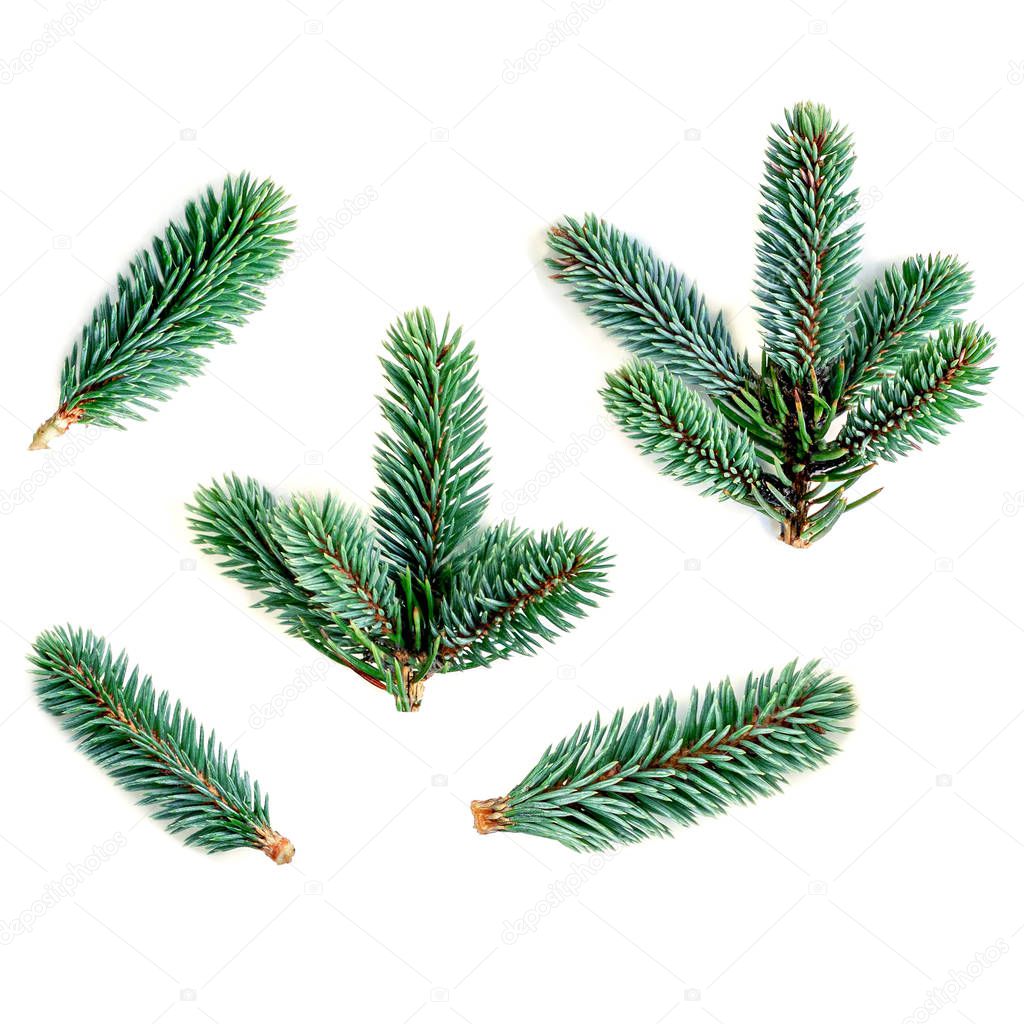 Set of fir branches isolated on white background.